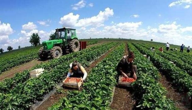 Përmbyllet konkursi për 1 milion euro për bujqit e Luginës, ja sa konkuruan